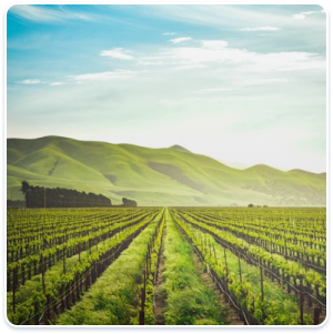 Agriculture & Feed